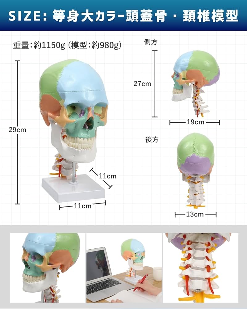 Amazon.co.jp: KIYOMARU カラー頚椎頭蓋骨模型 人体模型 頭蓋骨模型